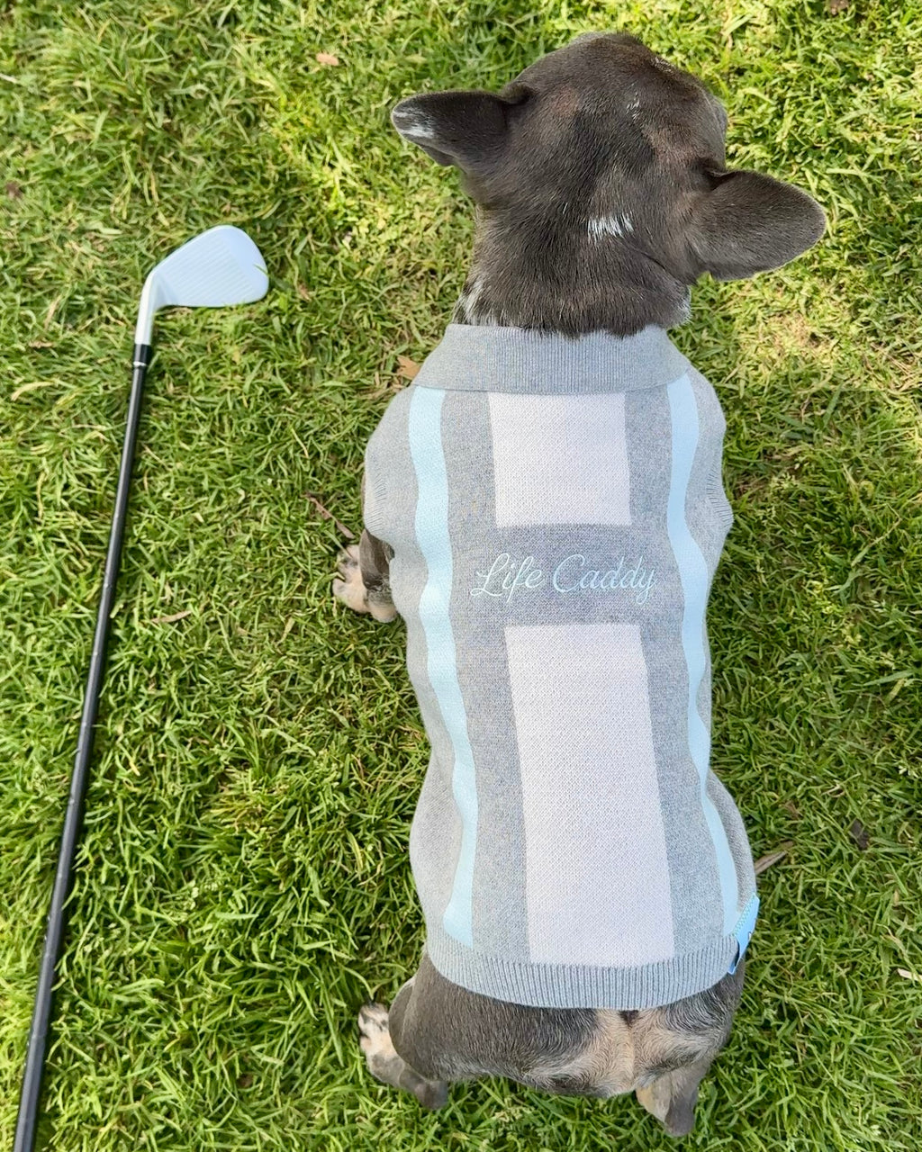 OG Cotton/Cashmere Dog Polo (Heather Gray) PRE-ORDER